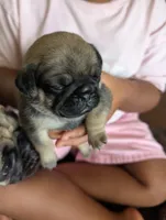 Celia, a female Pug for sale in Pensacola, FL – 3 of 4