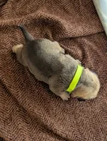 Rocky, a male Pug for sale in Pensacola, FL – 4 of 5