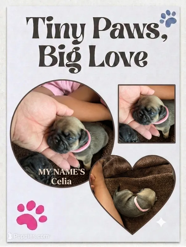 Celia – Pug puppy for sale in Pensacola, FL