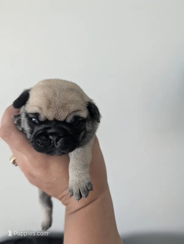 Gordo – Pug puppy for sale in Pensacola, FL
