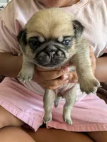Torta, a female Pug for sale in Pensacola, FL – 2 of 4