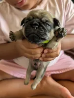Rocky, a male Pug for sale in Pensacola, FL – 5 of 5