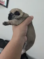 Gordo, a male Pug for sale in Pensacola, FL – 3 of 5