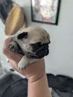 Gordo, a male Pug for sale in Pensacola, FL – 5 of 5