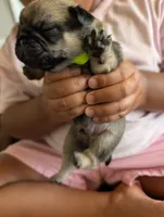 Rocky, a male Pug for sale in Pensacola, FL – 2 of 5