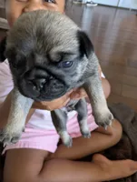 Apollo Jr., a male Pug for sale in Pensacola, FL – 2 of 4