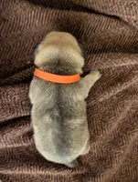 Torta, a female Pug for sale in Pensacola, FL – 4 of 4