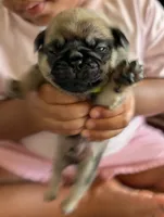 Rocky, a male Pug for sale in Pensacola, FL – 3 of 5
