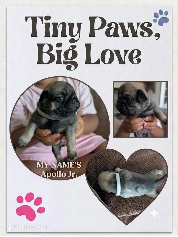 Apollo Jr. – Pug puppy for sale in Pensacola, FL