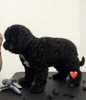 No name , a male Poodle - Miniature  for sale in Chicago, IL – 2 of 2