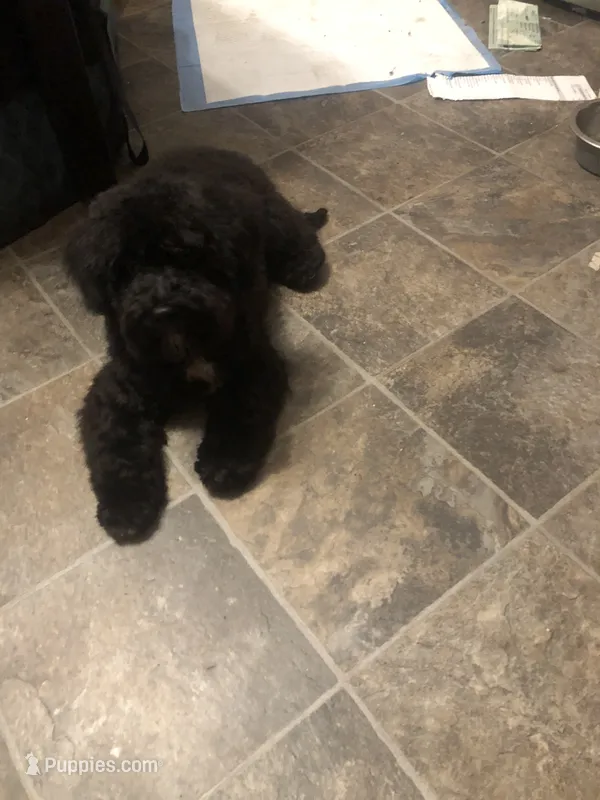 No name  – Poodle - Miniature  puppy for sale in Chicago, IL