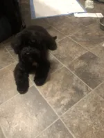 No name , a male Poodle - Miniature  for sale in Chicago, IL – 1 of 2