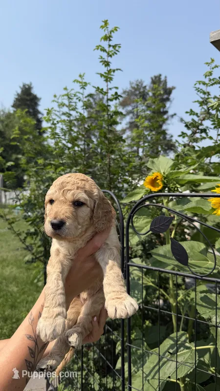 Nelly – Goldendoodle puppy for sale in Kalispell, MT