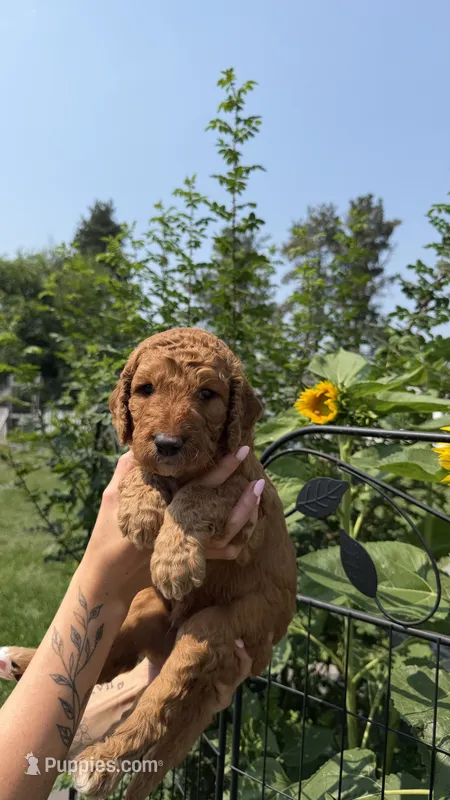 Rory – Goldendoodle puppy for sale in Kalispell, MT
