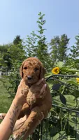 Rory, a male Goldendoodle for sale in Kalispell, MT – 1 of 1