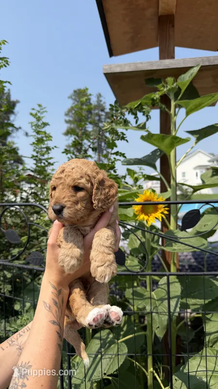Ace – Goldendoodle puppy for sale in Kalispell, MT