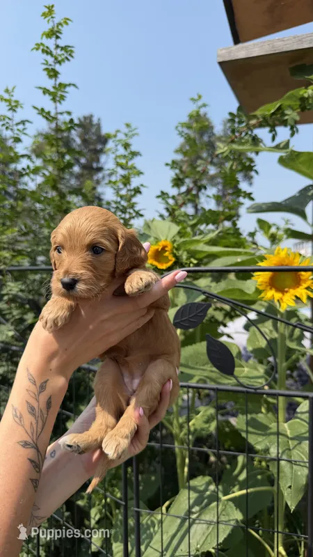 Birdie – Goldendoodle puppy for sale in Kalispell, MT