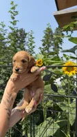 Birdie, a female Goldendoodle for sale in Kalispell, MT – 1 of 1