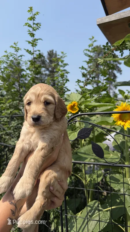 Caddie – Goldendoodle puppy for sale in Kalispell, MT