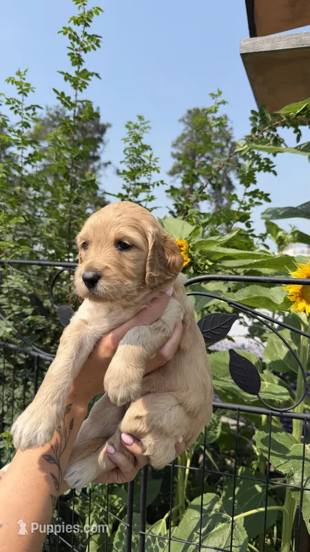 Bogey – Goldendoodle puppy for sale in Kalispell, MT