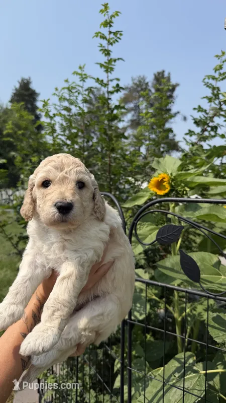Scottie – Goldendoodle puppy for sale in Kalispell, MT