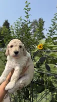Scottie, a male Goldendoodle for sale in Kalispell, MT – 1 of 1