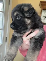 Green, a female German Shepherd Dog for sale in Troy, NY – Photo 3 of 3