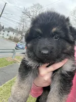 Green, a female German Shepherd Dog for sale in Troy, NY – Photo 2 of 3