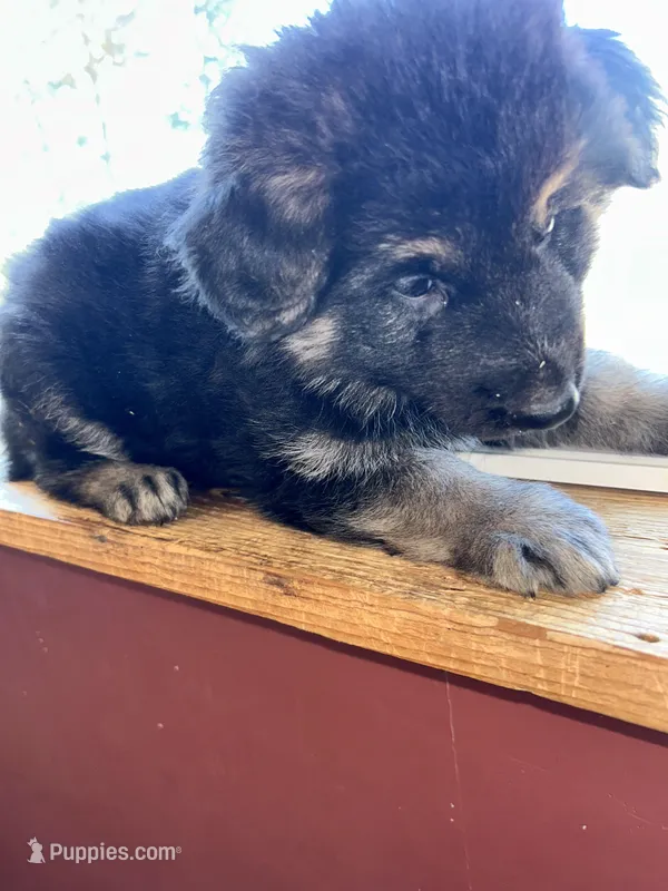 Green – German Shepherd Dog puppy for sale in Troy, NY