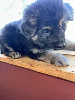 Green, a female German Shepherd Dog for sale in Troy, NY – Photo 1 of 3