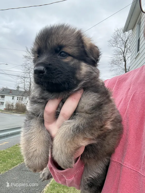 Purple  – German Shepherd Dog puppy for sale in Troy, NY