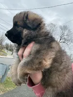Purple , a female German Shepherd Dog for sale in Troy, NY – Photo 2 of 3