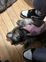 Purple , a female German Shepherd Dog for sale in Troy, NY – Photo 3 of 3