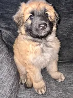 White color, a female German Shepherd Dog for sale in Troy, NY – Photo 3 of 4