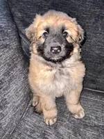 White color, a female German Shepherd Dog for sale in Troy, NY – Photo 4 of 4