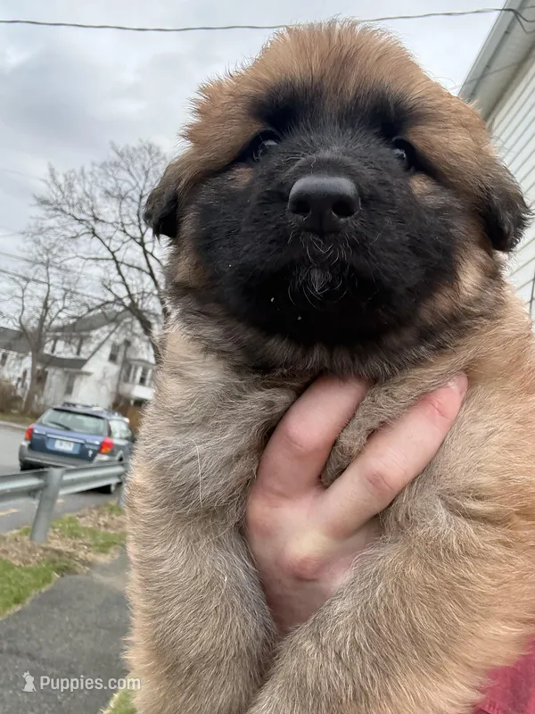 White color – German Shepherd Dog puppy for sale in Troy, NY