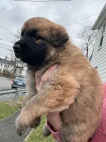 White color, a female German Shepherd Dog for sale in Troy, NY – Photo 2 of 4