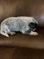 Girl 1, a female Australian Cattle Dog for sale in Beeville, TX – 2 of 3