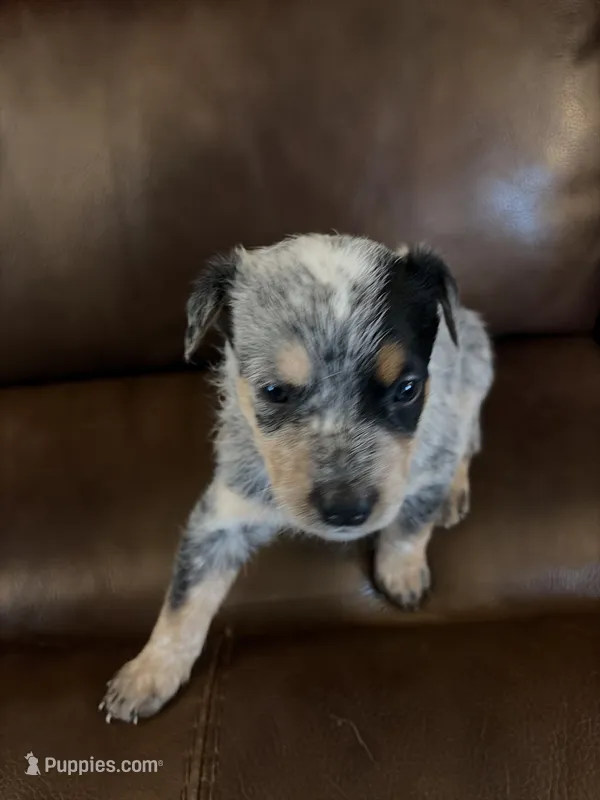Girl 3 – Australian Cattle Dog puppy for sale in Beeville, TX