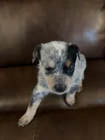 Girl 3, a female Australian Cattle Dog for sale in Beeville, TX – 1 of 4