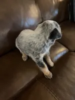 Girl 3, a female Australian Cattle Dog for sale in Beeville, TX – 2 of 4
