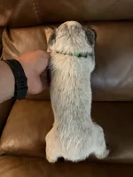 Boy 1 , a male Australian Cattle Dog for sale in Beeville, TX – 3 of 3