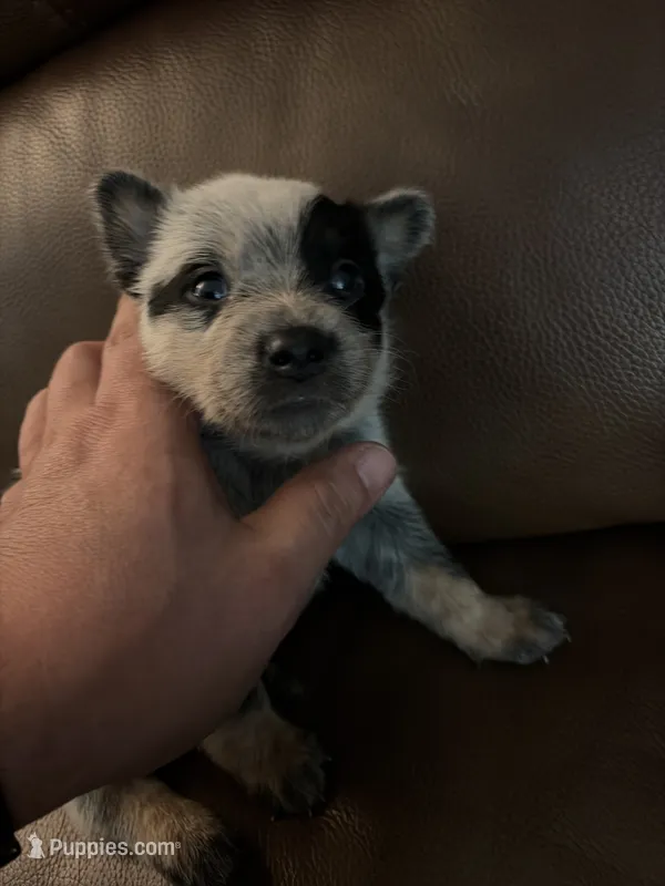 Girl 2 – Australian Cattle Dog puppy for sale in Beeville, TX