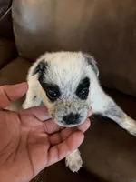 Girl 5, a female Australian Cattle Dog for sale in Beeville, TX – 1 of 4