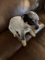 Girl 2, a female Australian Cattle Dog for sale in Beeville, TX – 2 of 4