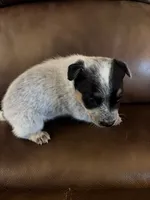 Boy 1, a male Australian Cattle Dog for sale in Beeville, TX – 2 of 5