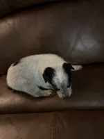 Boy 3, a male Australian Cattle Dog for sale in Beeville, TX – 2 of 3