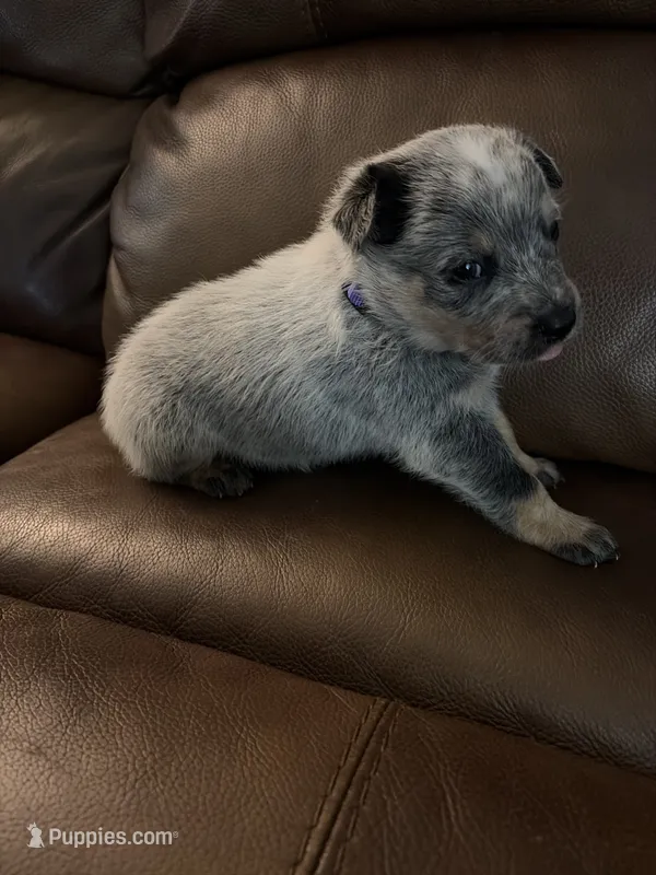 Boy 4 – Australian Cattle Dog puppy for sale in Beeville, TX