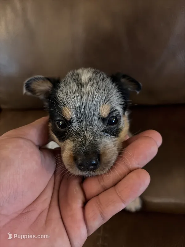 Girl 2 – Australian Cattle Dog puppy for sale in Beeville, TX