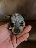 Girl 2, a female Australian Cattle Dog for sale in Beeville, TX – 1 of 4